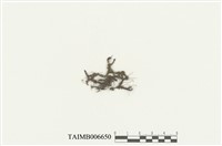 藏品(三裂鞭蘚)的圖片